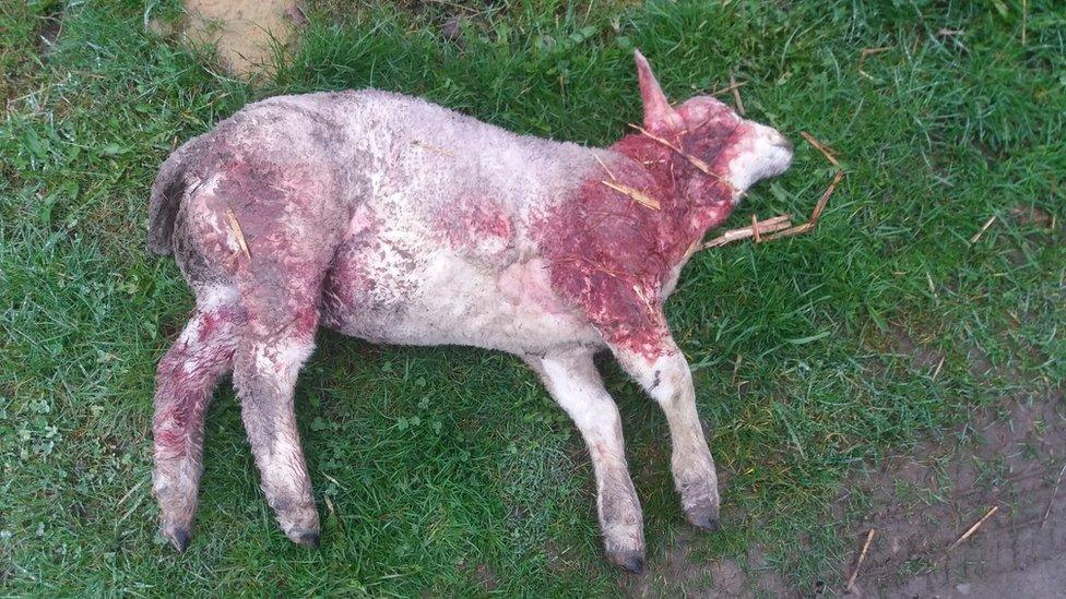 Dead lamb at Woodland House Farm, Bishop Auckland