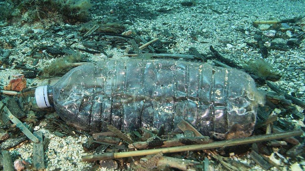 A discarded plastic bottle in the Port-a Cros natural park, near Marseilles