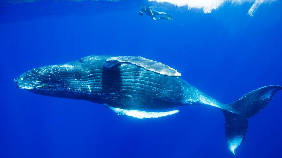 Humpback whale next to a diver. The diver is much smaller