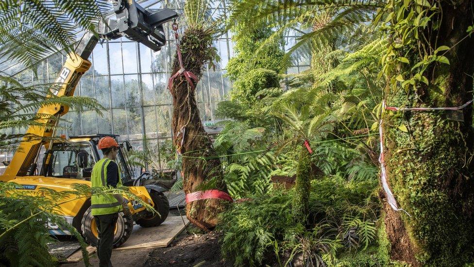 Tree fern in Edinburgh