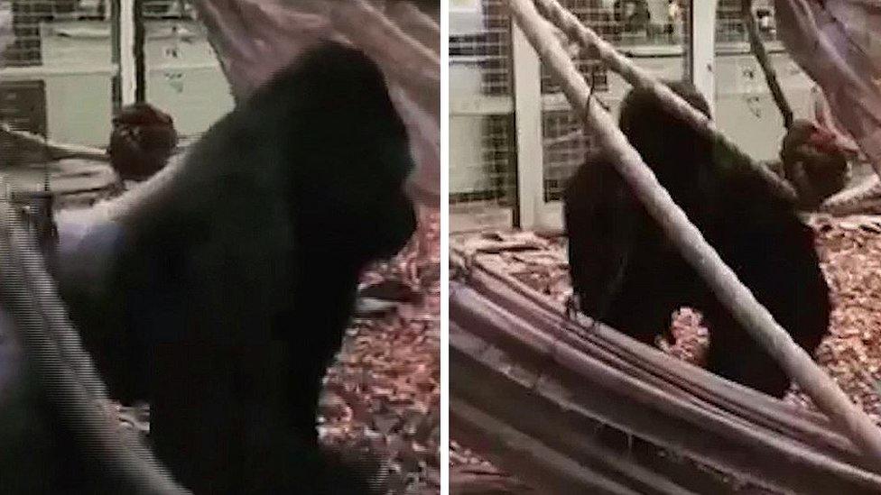 Still from a video of Kumbuka in his enclosure on Thursday