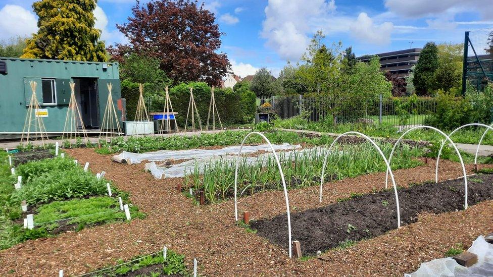 Plants growing in the community garden