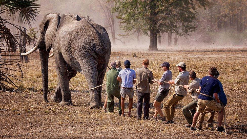 Helping to stop a male elephant running