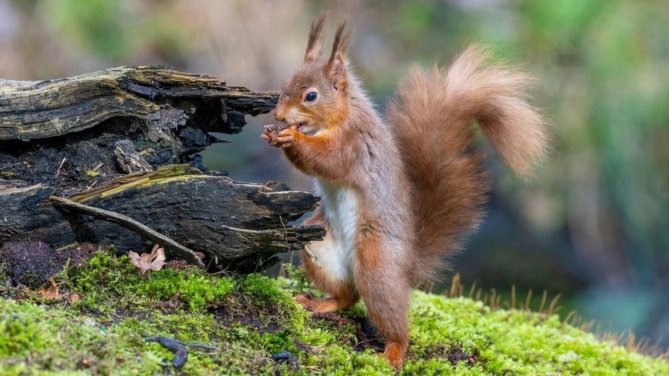 FRIDAY - Brownsea Island