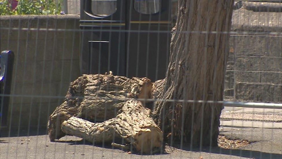 Trees chopped down in Melksham