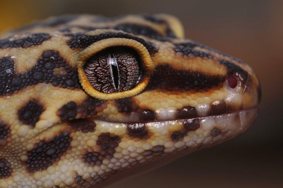 Leopard Gecko