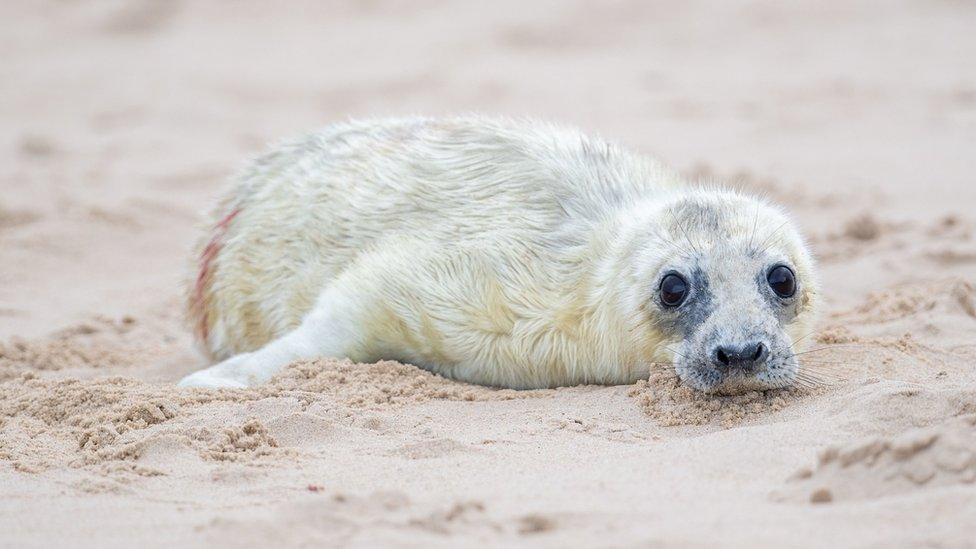 Grey seal pup in Horsey, Norfolk