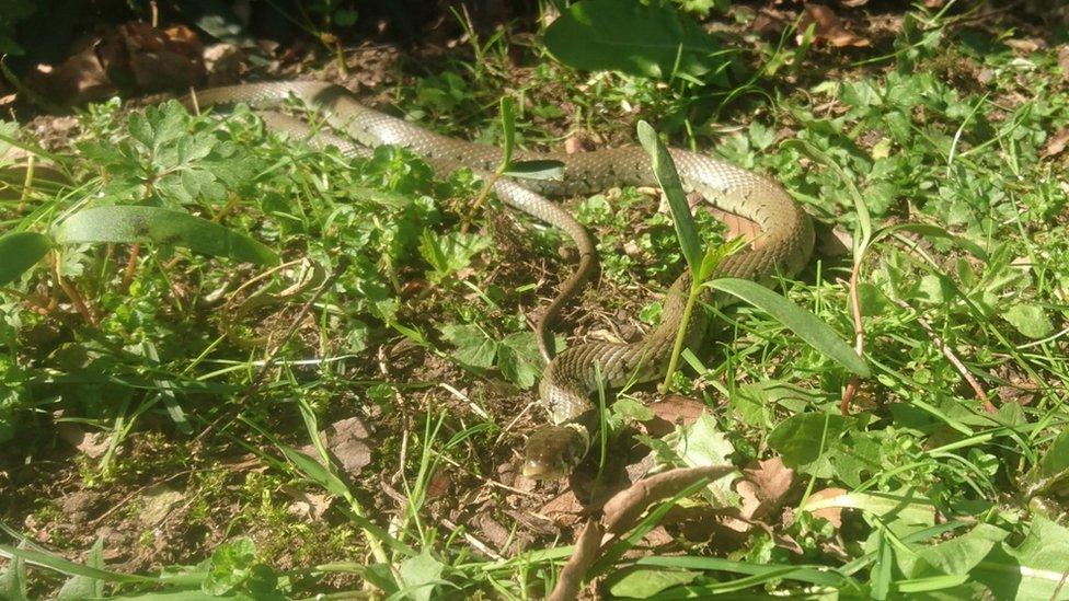 grass-snakes.