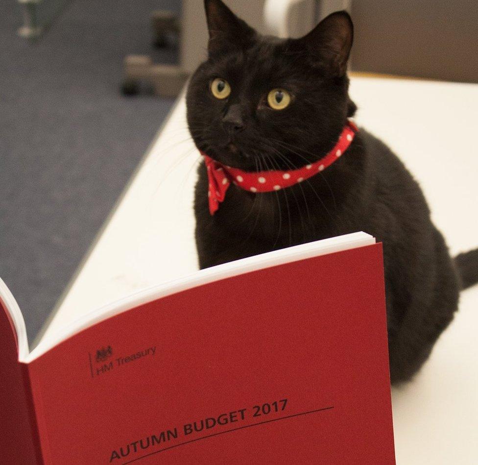 Treasury cat Gladstone
