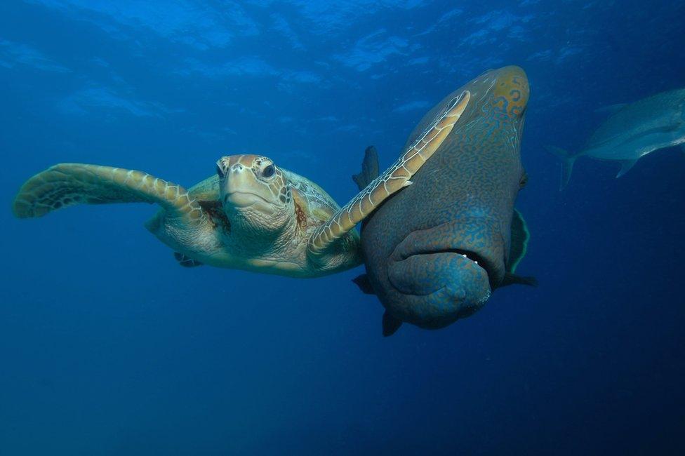 A turtle slapping a fish in the face with its fin