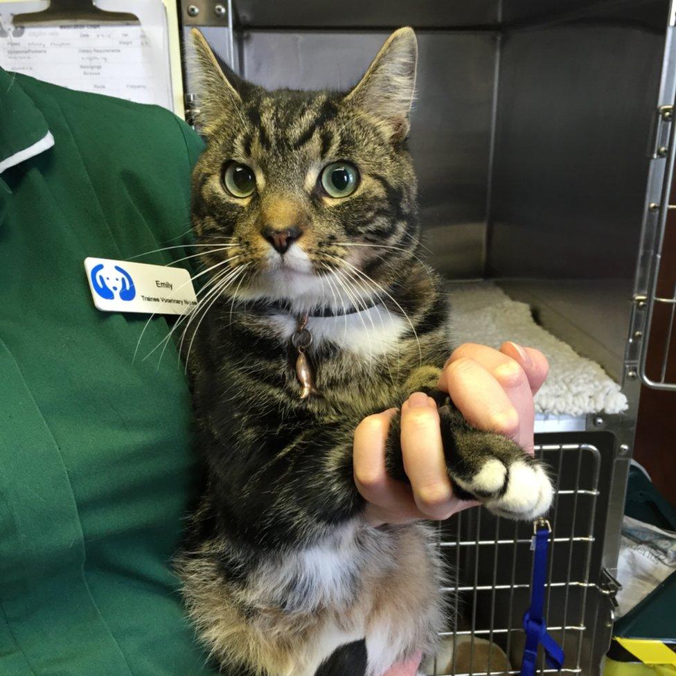 Cat at vets