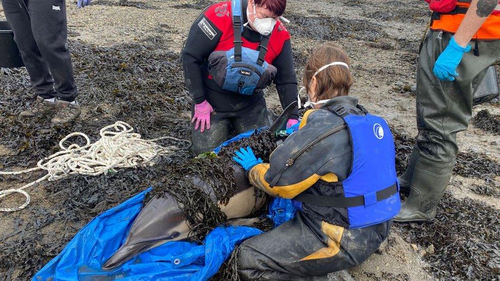 The team check over a stranded dolphin