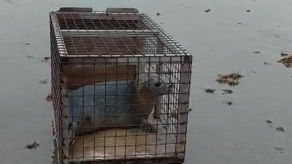 Seal being released