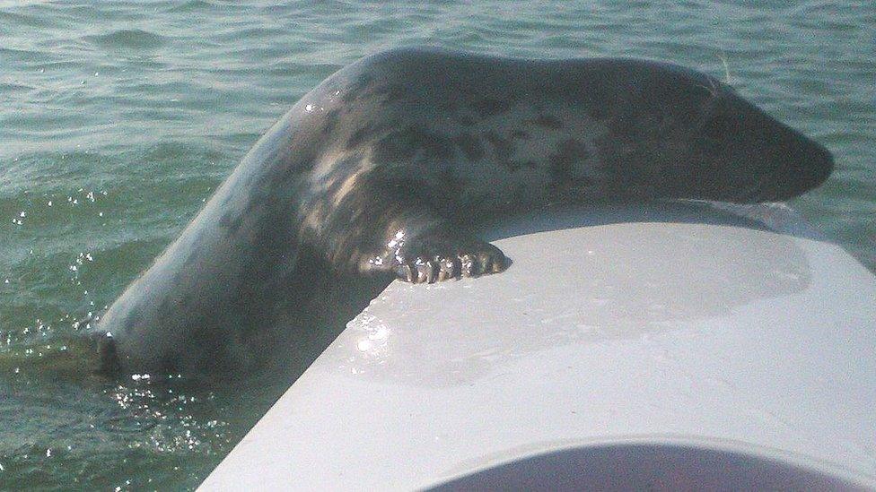 Seal on boat