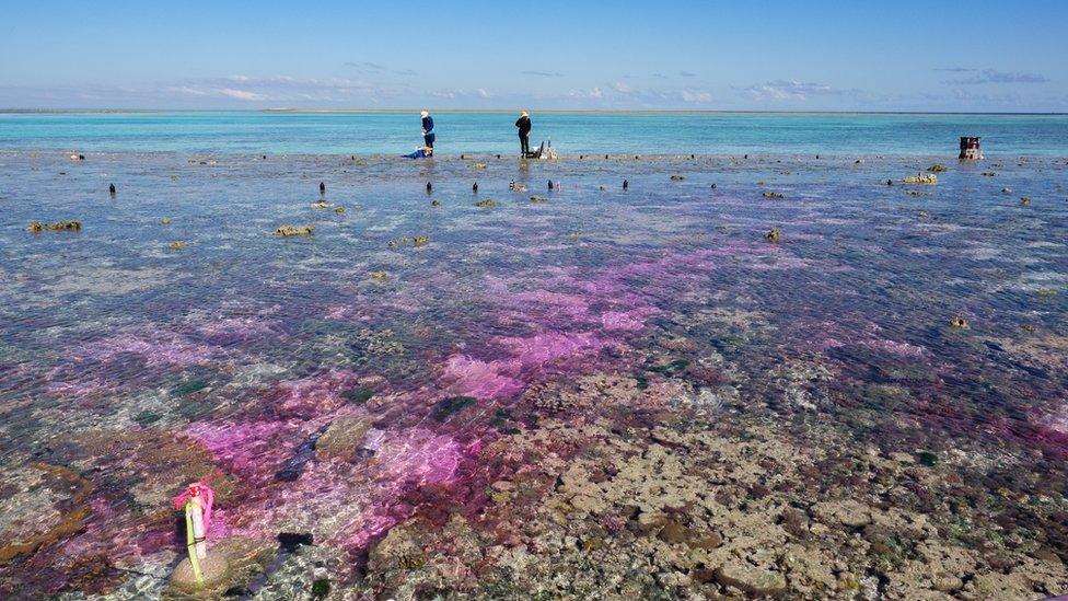 A coral reef beneath a few cm of water. A purple plume of water makes its way through the centre of the image. Two researchers stand in the middle distance.