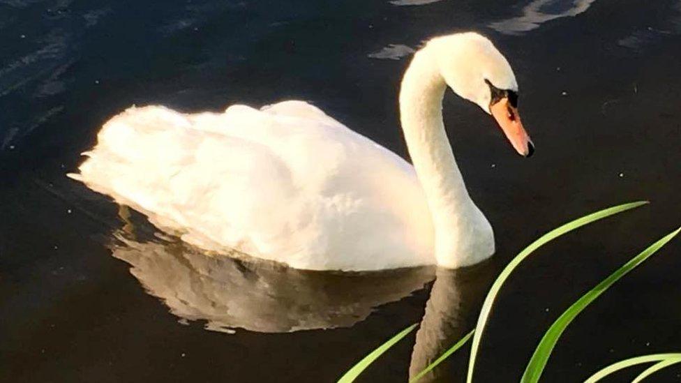 Swan before attack