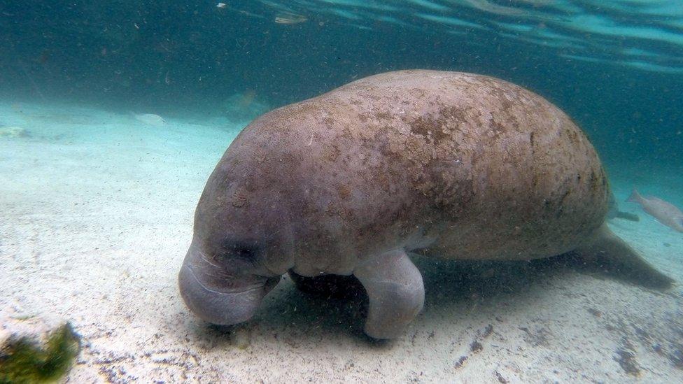 Manatee