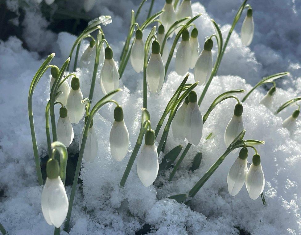 Snowdrops in Lasswade, Midlothian by Vicky A