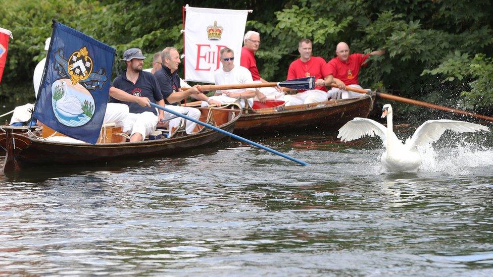 Swan Upping