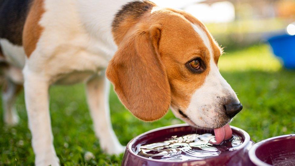 Beagle laps water from a bowl in a garden on a sunny day