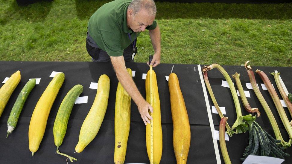 A judge inspects vegetables at the Harrogate Flower Show