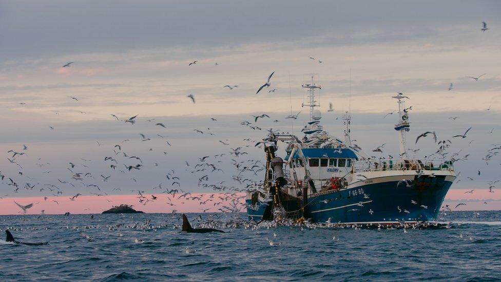 Herring fishing in Norway.