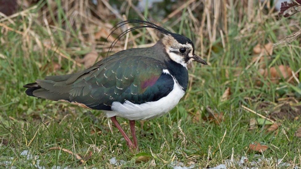 A lapwing