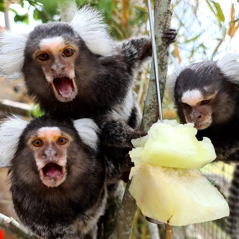 Marmosets at Fife Zoo