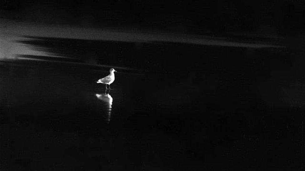 A photo by Sunmi Smart-Cole entitled: "Solitude" - 1976, showing a lone bird on a beach