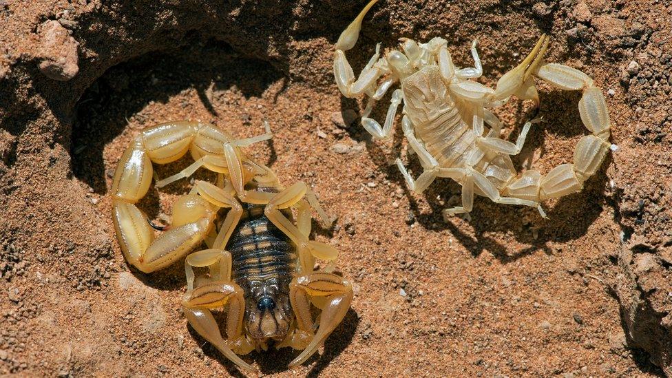 Scorpion and its exoskeleton