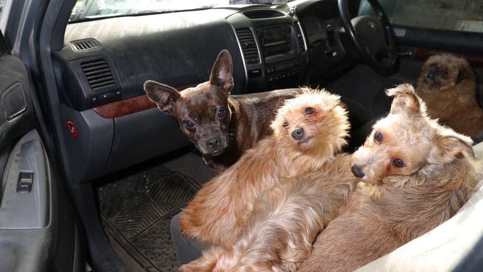 Four dogs sat in a vehicle