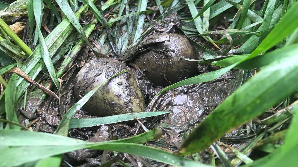 muddy eggs