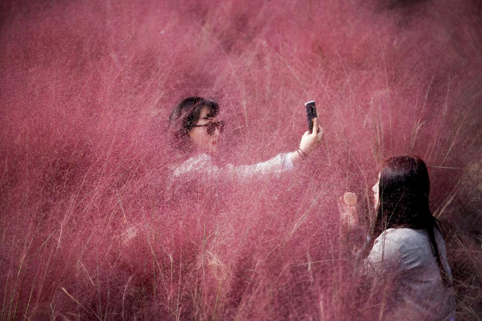 A woman takes a selfie as her friend adjusts her makeup in a pink muhly grass field in Hanam, South Korea, 13 October 2020