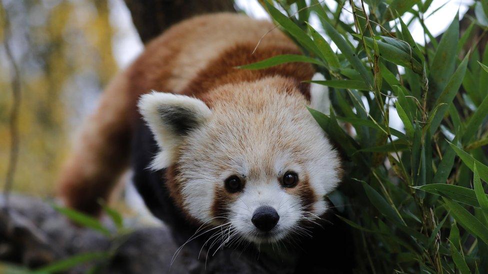 A red panda photographed at Zagreb zoo in Croatia