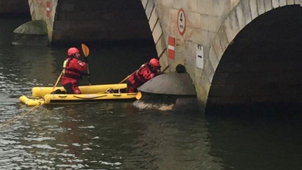 Cat being rescued