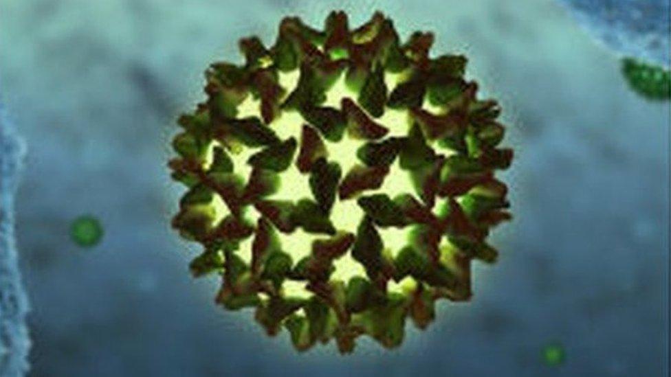 Hepatitis virus