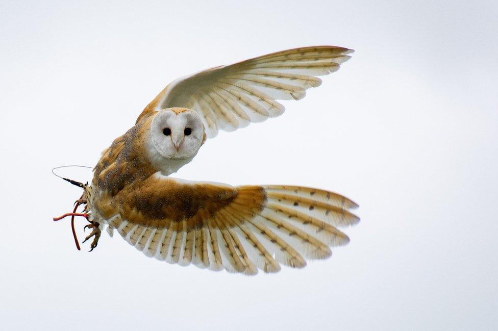 An owl mid-flight