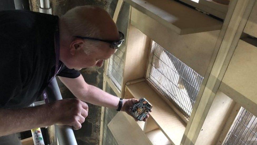 Motion cameras being placed in swift boxes at the top of Durham Cathedral's Belfry Tower