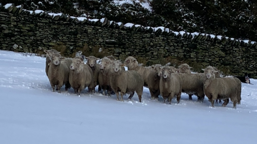 Merino Romney cross in the snow