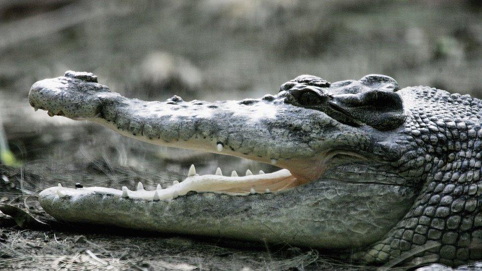 A saltwater crocodile