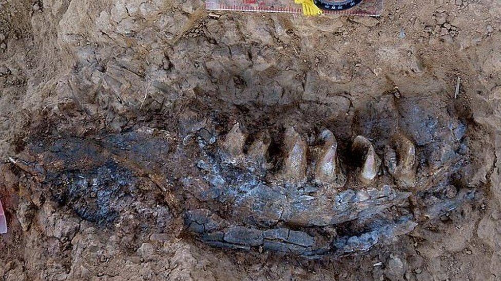 An extinct giant Marsupial diprotodon jaw bone