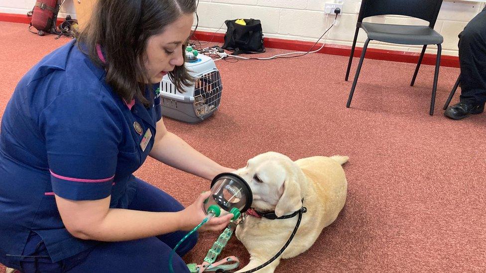 A dog is fitted with an oxygen mask