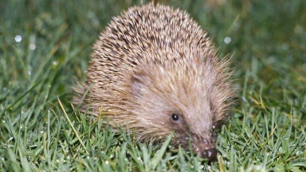 Hedgehog