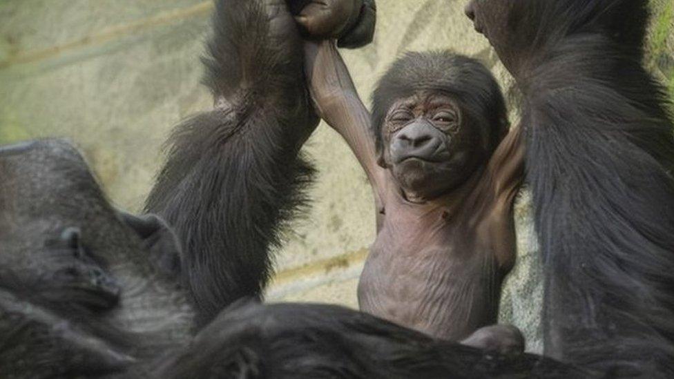 Baby gorilla