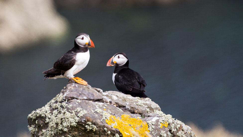 Puffins on Skomer