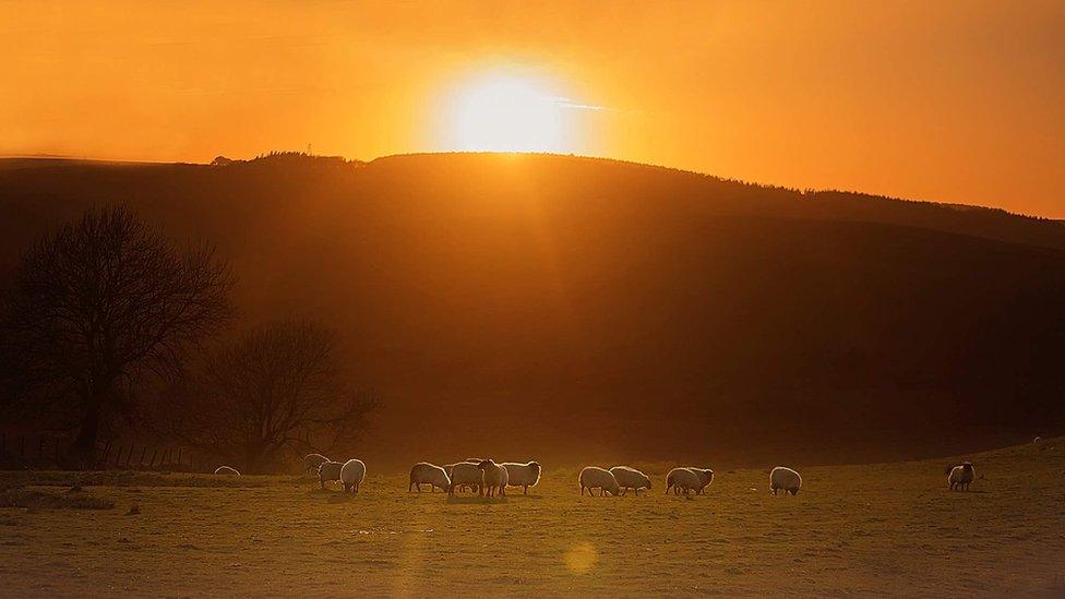 Sheep illuminated by the sunset in Llangynwyd, Bridgend county.