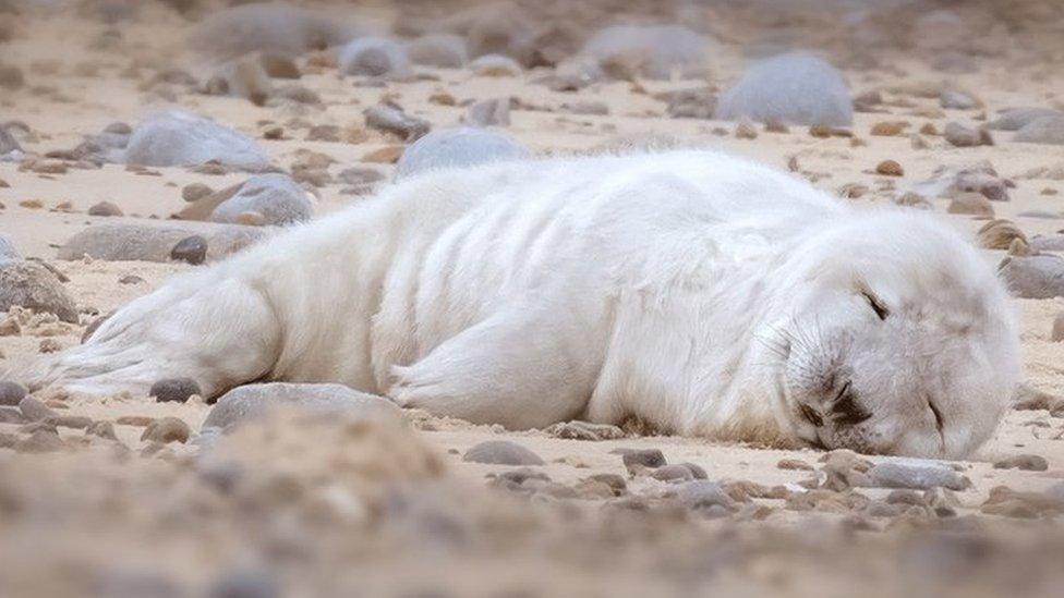 A grey seal pup