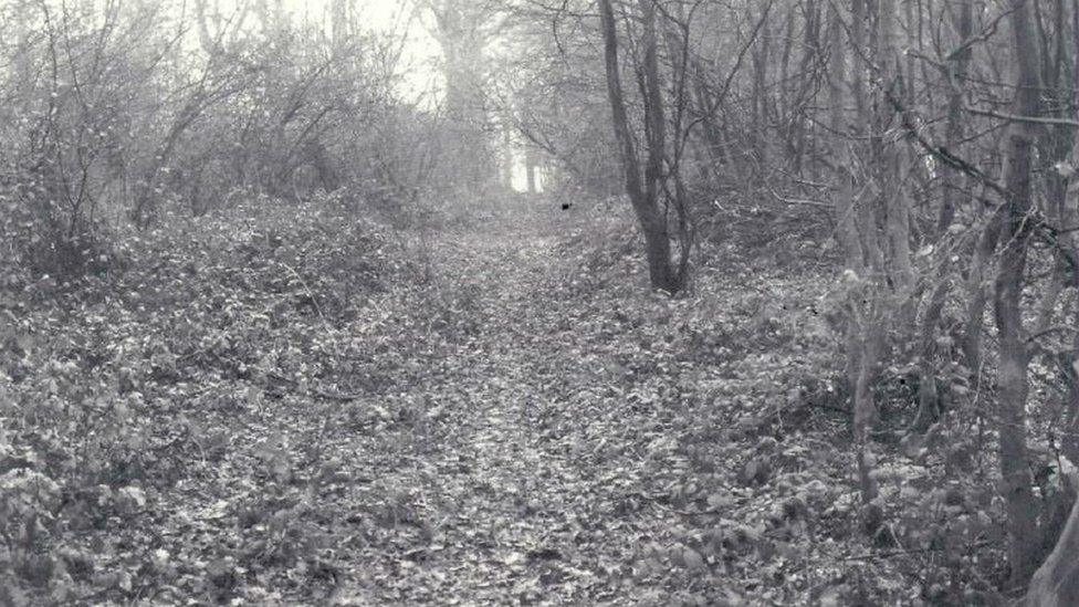 Young's Wood