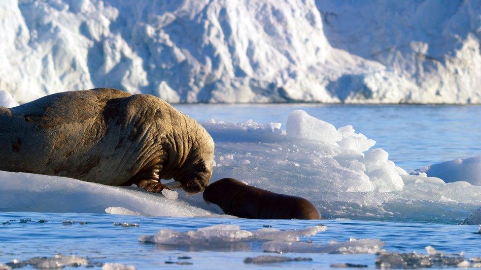 Walrus mother and calf