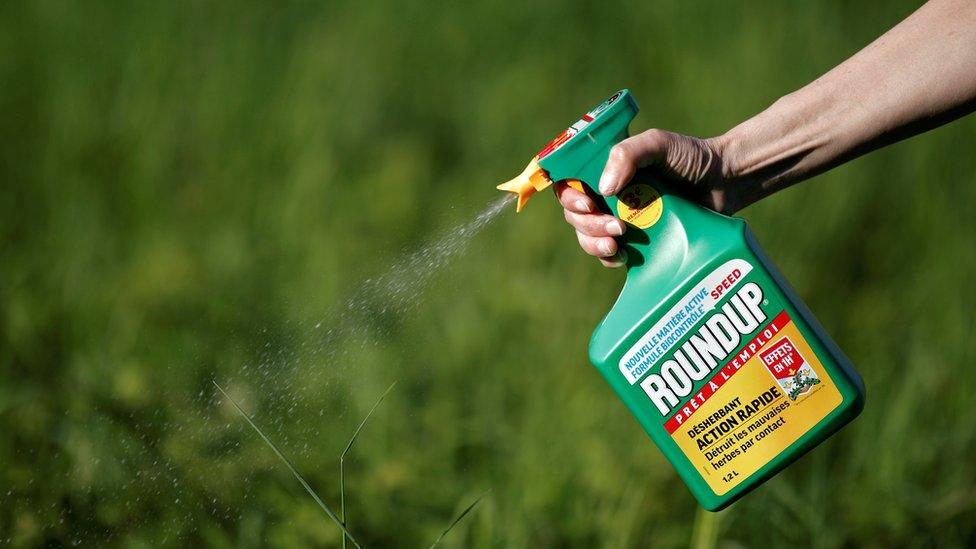 A hand extends into frame from the upper right, spraying a bottle of Roundup into a field